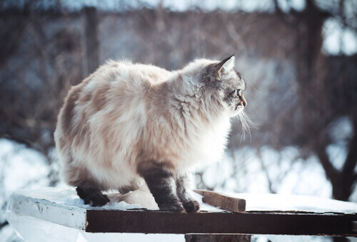 Fotos de cães e gatos que adoram o inverno