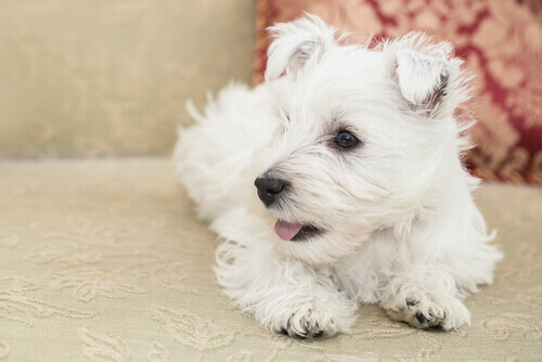 Raças de cães pequenos: qual escolher?