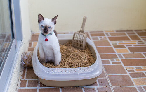 Por que o meu gato não usa a caixa de areia?