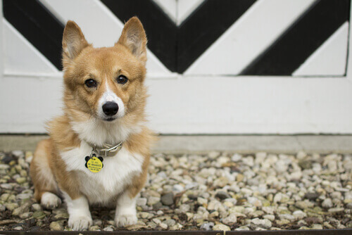 É possível mudar o nome do meu cachorro?