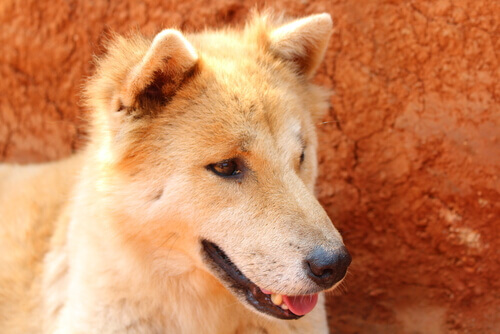 Seu cão está com problemas estomacais? Ajude-o!
