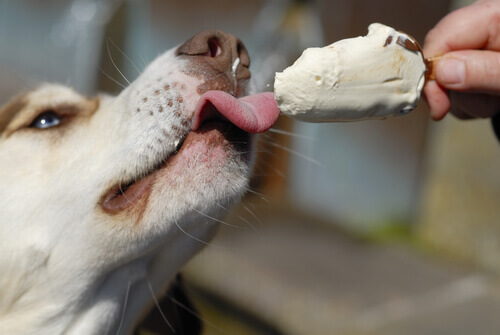 Cachorro tomando picolé