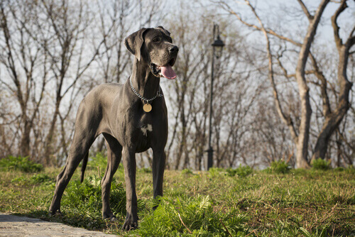 Razões para amar os cães de grande porte