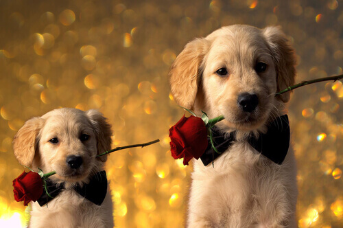 Seu amor adora cães? Dê de presente algum destes 5 livros no Dia dos Namorados