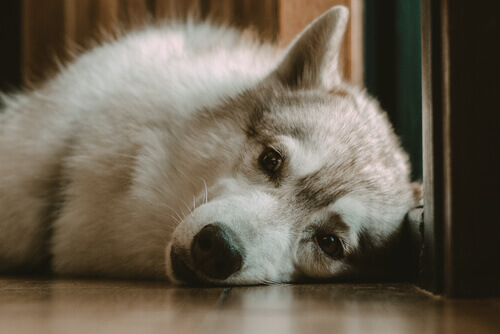 E se meu cachorro não consegue dormir à noite?