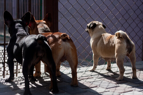 Taiwan proíbe o consumo de carne de cachorro e de gato