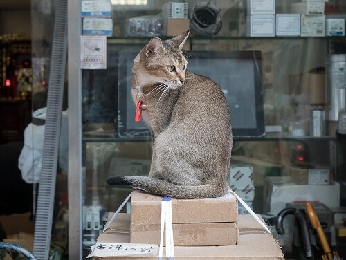 Hong Kong, a cidade apaixonada pelos gatos