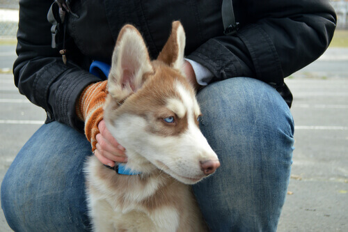 Comprar ou adotar: o que é melhor no meu caso?