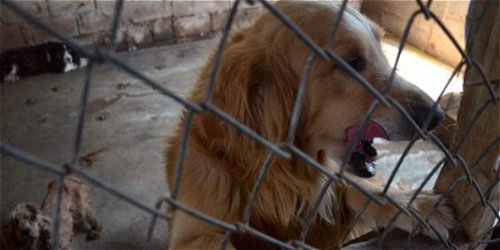 83 animais são resgatados de um criadouro clandestino