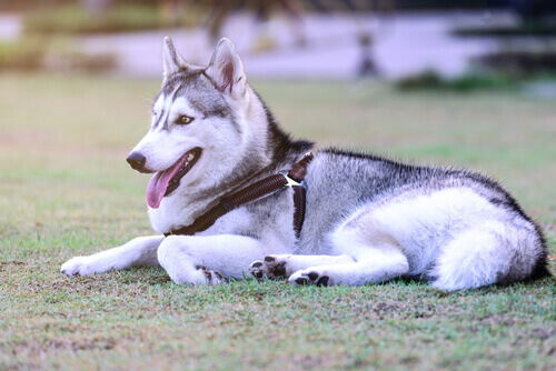 8 coisas que o seu cão pode te ensinar para viver em paz