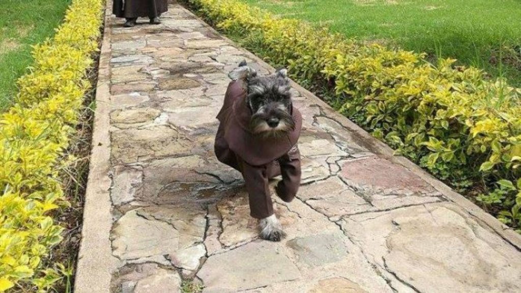 cão-monje