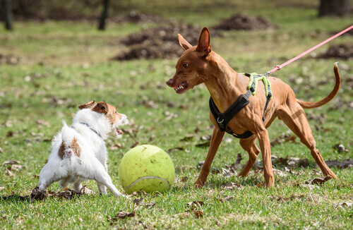Os cães podem ficar agressivos por causa do comportamento dos donos