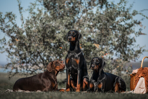 Doberman, uma raÃ§a peculiar e elegante