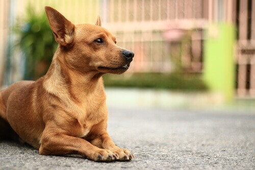 As doenças de pele mais comuns em animais de estimação