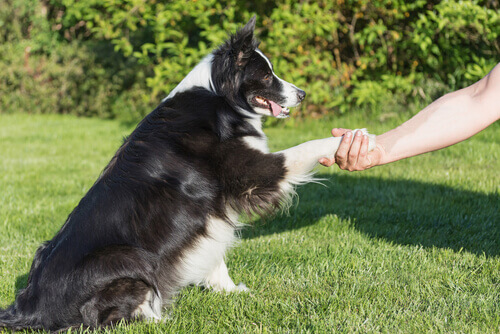 O homem e o cachorro, amigos para sempre