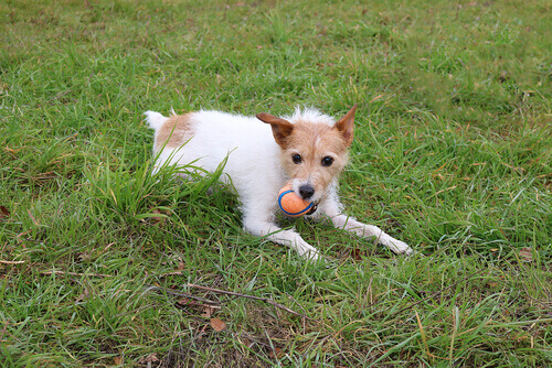 Plantas com espigas, um perigo desconhecido para seu cão