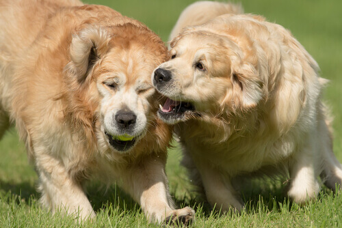 Como evitar mordidas de cachorro
