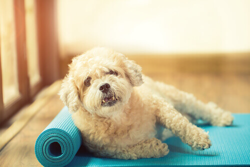 Cachorro fazendo ioga