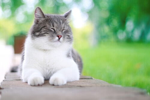 5 coisas que fazem um gato ser feliz