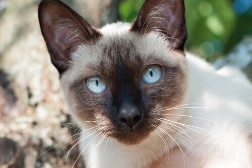 A elegância felina dos gatos siameses