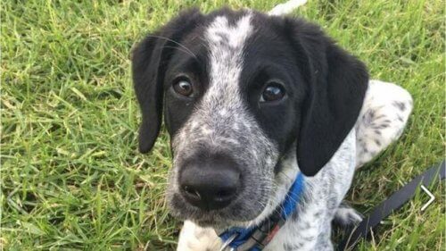 A triste história de Grizz, um cão de polícia