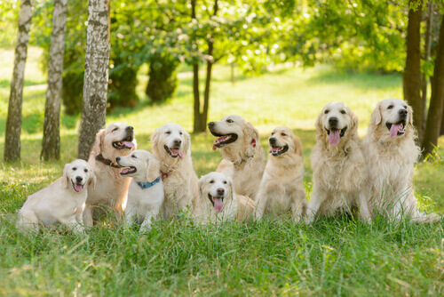 Conheça signos do horóscopo canino