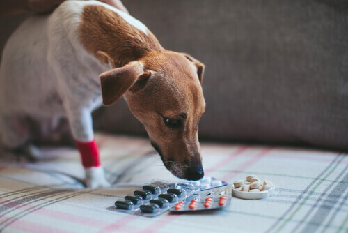 Podemos dar aspirina ou similares para os cachorros?
