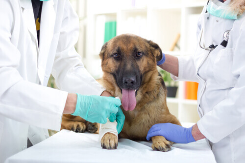 A quimioterapia para os cães é agressiva como a nossa?