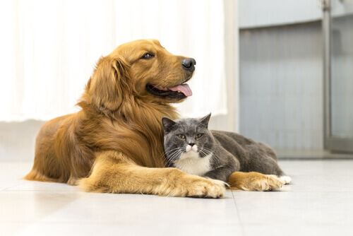 Devemos chamar os animais de "coisas"? Muitas pessoas estão lutando contra isso!