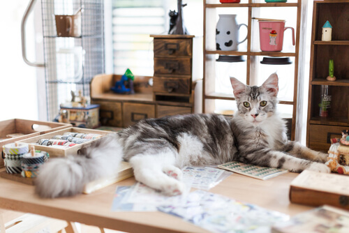Cinco livros sobre gatos que você vai adorar