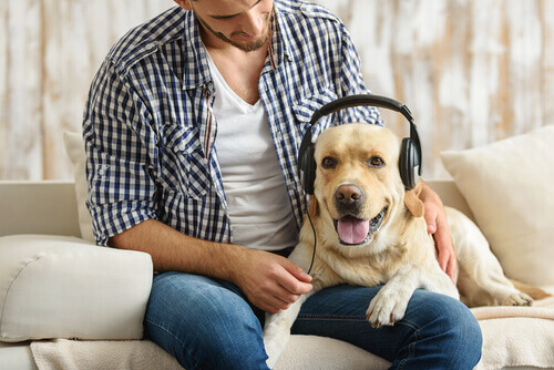 Segundo especialistas, os cães adoram rock