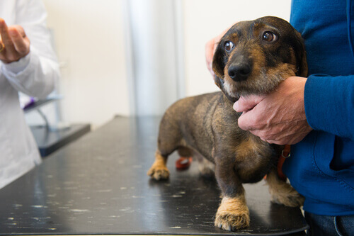 Onde reclamar quando houver um procedimento veterinário errado?