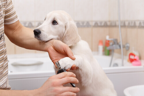 Manicure para cães. Faça em casa!