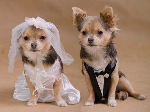 Um casamento de cachorros