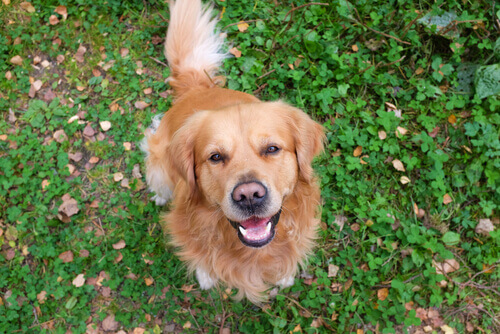 Como nossos cães se expressam?