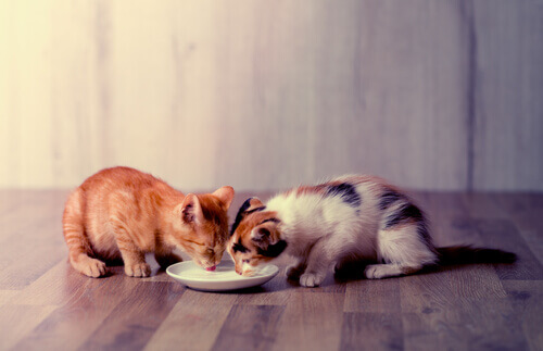 gatos bebendo leite na mesma vasilha