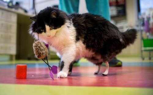 Patas biônicas implantadas em gatos com deficiência física