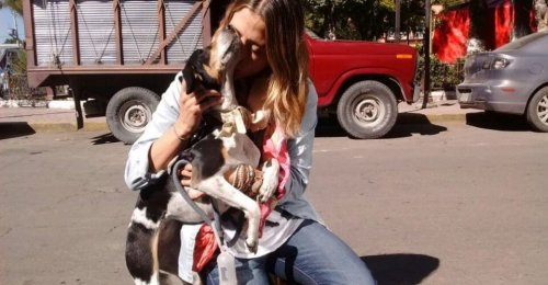 Mulher ganha 10 voos gratuitos porque perderam sua cadelinha