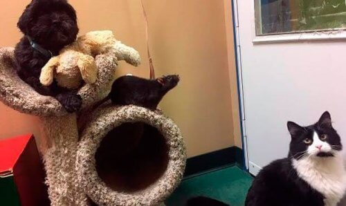Cachorro, gato e rato: 3 amigos inseparáveis