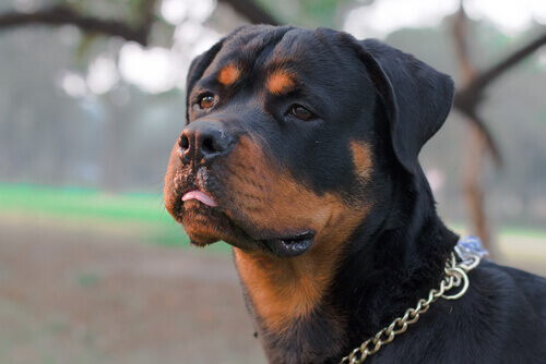 Existem cães perigosos?