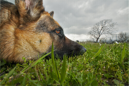 Plantas tóxicas para os cães
