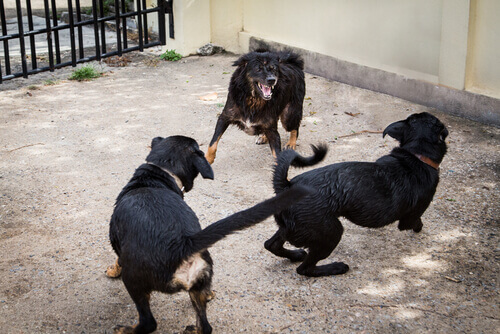 Polícia espanhola resgatou 230 cães que eram utilizados em brigas