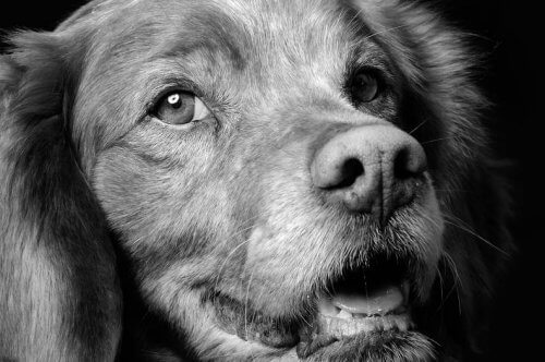 Refugiadogs, um portal que reúne abrigos de animais