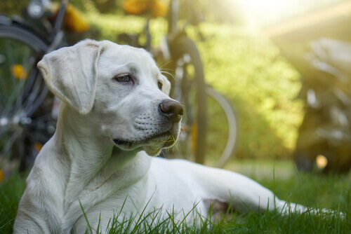 A quimioterapia em cachorros, isso é possível?