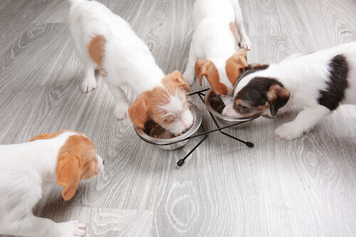 O que devo escolher? Ração seca ou comida enlatada para cães e gatos?