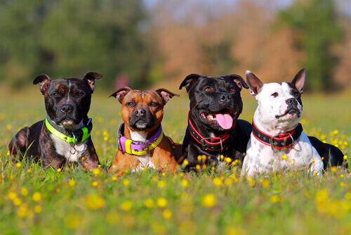 Por que existem tantas raças de cachorro no planeta?