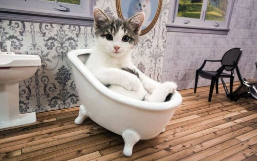 Saiba mais sobre um reality show de gatos