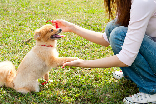 Como cumprimentar um cachorro pela primeira vez