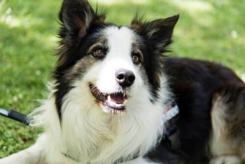 Este cãozinho salva a vida de outros cães detectando venenos em parques