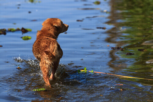 Um jovem arriscou sua vida para salvar um cão